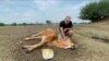 FILE - Farmer Gustavo Giailevra, 63, pets a cow affected by the weather at his farm, amid Argentina's worst drought in sixty years, in Tostado, northern Santa Fe Argentina, Feb. 9, 2023.