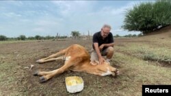 FILE - Farmer Gustavo Giailevra, 63, pets a cow affected by the weather at his farm, amid Argentina's worst drought in sixty years, in Tostado, northern Santa Fe Argentina, Feb. 9, 2023.