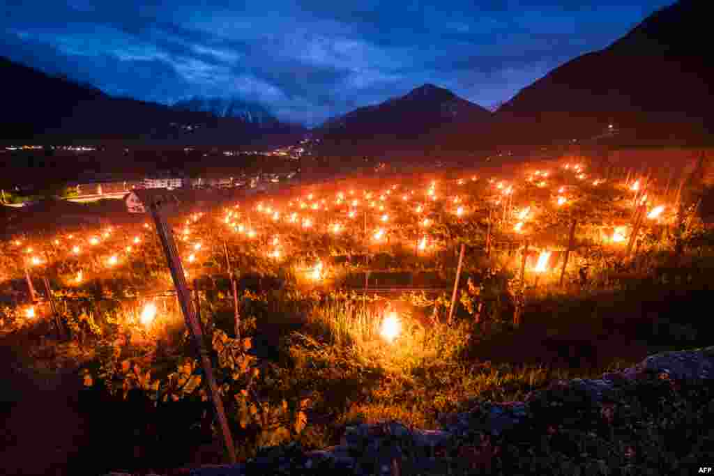 Lilin yang menyala ditempatkan berjejer di kebun anggur untuk menjaga tanaman anggur tetap hangat, bagian dari upaya melawan embun beku yang menghancurkan tunas anggur baru, di kota Fully, Swiss barat. (AFP)&nbsp;