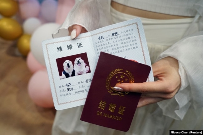 Gigi Chen shows pretend wedding certificates for newly married dogs Bree and Bond, in Shanghai, China June 29, 2024. (REUTERS/Nicoco Chan)