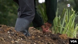 Un campesino en el departamento de Boyacá (centro) trabajando en un cultivo de cebolla. FOTO: Jihan Reyes, VOA.