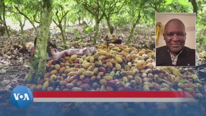 La production du Cacao en chute libre de 50% au Ghana et 25% en Côte d'Ivoire, les prix flambent