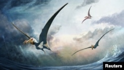 A life reconstruction of the newly identified pterosaur Haliskia peterseni, which lived in what is now Australia about 100 million years ago, is seen in this handout illustration. (Curtin University/Gabriel Ugueto/Handout via REUTERS)
