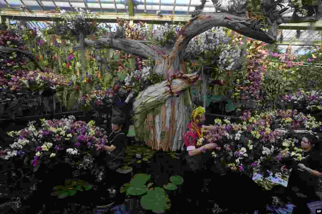 Members of staff from Kew Gardens adjust displays of Orchids ahead of the opening to the public of the Orchid festival at Kew Gardens in London.