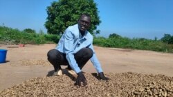 South Sudan’s farmers harvest