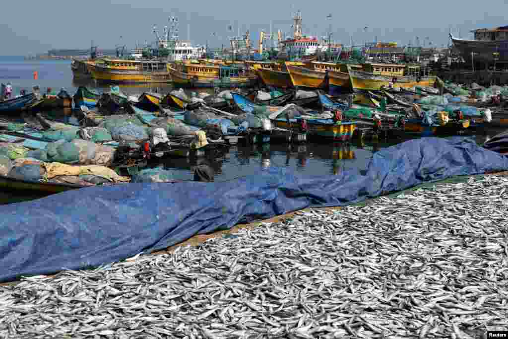 Fish are kept to dry at a fishing harbor in Visakhapatnam, India.