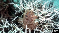 This underwater photo taken on June 15, 2024 shows a crown of thorns feeding amongst bleached corals around Koh Tao island in the southern Thai province of Surat Thani.