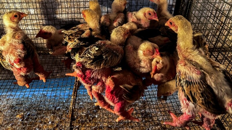 Dong Tao Chicken, Food of Choice for Lunar New Year