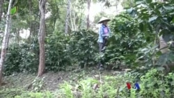ကော်ဖီစိုက်ပျိုးရေးအခွန်လျှော့ဖို့ တောင်းဆိုကြ “လယ်ယာစီးပွားသတင်းများ” 