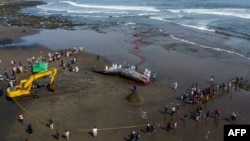 This aerial photo shows a veterinarian team conducting an examination on a dead sperm whale on Yeh Leh beach in Jembrana, Bali, April 9, 2023.