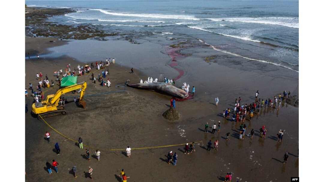 Tim dokter hewan melakukan pemeriksaan terhadap bangkai paus sperma di Pantai Yeh Leh di Jembrana, Bali, 9 April 2023. (Foto: AFP)