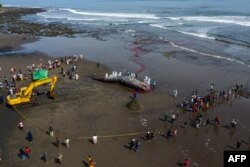 Tim dokter hewan melakukan pemeriksaan terhadap bangkai paus sperma di Pantai Yeh Leh di Jembrana, Bali, 9 April 2023. (Foto: AFP)