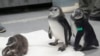 10 African Penguin Chicks Hatch at San Francisco Museum 