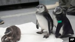 An unnamed African penguin chick, left, born in January 2024, sits on a towel next to Nelson, middle, and Alice, both born in November 2023, at the California Academy of Sciences in San Francisco, Feb. 8, 2024. 