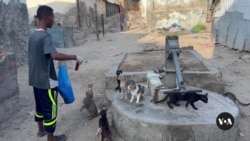 Somali Boy Cares for Neglected Animals