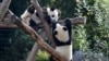 Kebun Binatang Berlin Kirim 2 Panda Raksasa Pertama yang Lahir di Jerman ke China