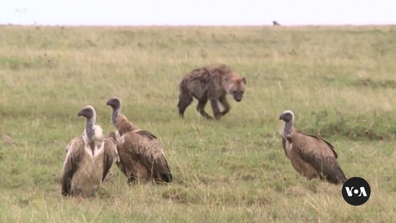 Hyena attacks blamed on abandoned quarries, improper livestock disposal