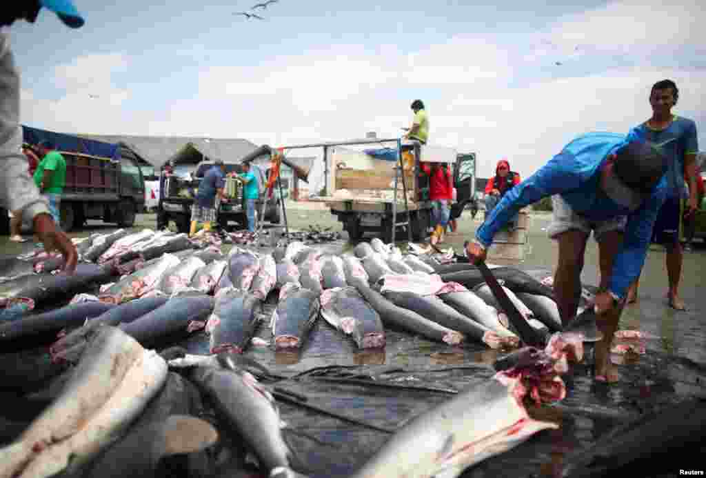 La región&nbsp;peruana de Tumbes se ha convertido en un centro de acopio de tiburones, que llegan mayormente desde Ecuador de forma legal o ilegal, en medio de una fuerte demanda en China. (Foto: 1 de abril de 2023).