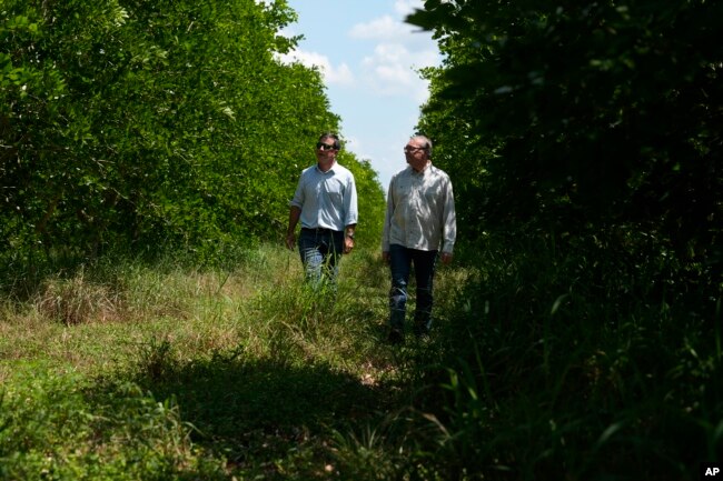 Terviva's John Young, left, and Ron Edwards walk in a grove of pongamia trees, Thursday, June 6, 2024, in St. Lucie County, Fla. (AP Photo/Marta Lavandier)