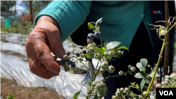 “Habíamos 50 socias, a algunas los esposos no las dejaban venir a las reuniones, hoy nos mantenemos 30 y hemos estado sólidas": Gabrielina Parra, fundadora de la Asociación de Mujeres Campesinas Asomucampi de Colombia.