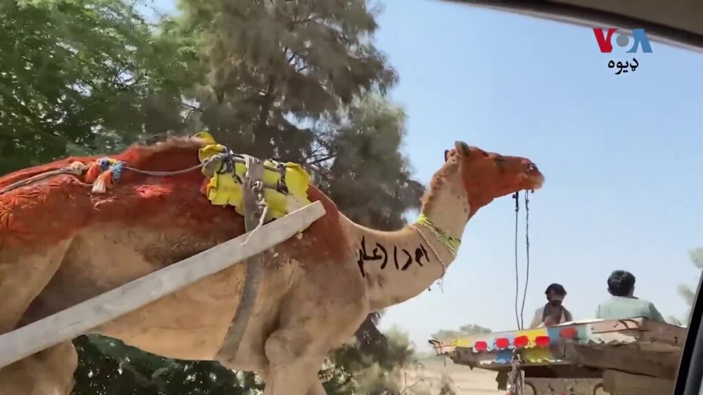 په پاکستان کې د تېر کال د سېلابونو له امله بې ځایه شوي خلک وايي، بېرته خپلو سیمو ته ستانه شوي خو له سختو مالي ستونزو سره مخ دي.