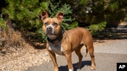 Chó pit bull.