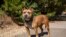 Chó pit bull.