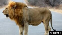 পশ্চিম ভারতে বন্যাবিধ্বস্ত গুজরাতে রাস্তায় হাঁটছে সিংহ, লোকালয়ের জমা জলে দেখা গেছে কুমির 