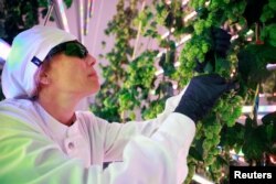 Ana Saez Chief Operations Officer of Spanish indoor hops farming start-up Ekonoke controls the plantation of hops, in Alcobendas, Spain, March 23, 2023. (REUTERS/Juan Medina)