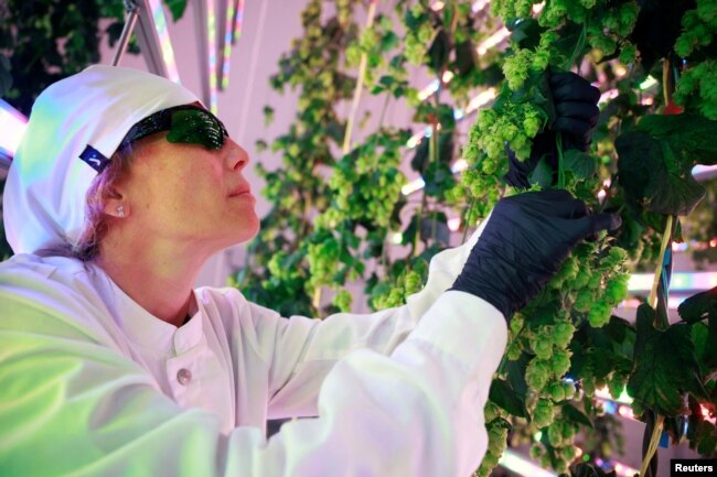 Ana Saez Chief Operations Officer of Spanish indoor hops farming start-up Ekonoke controls the plantation of hops, in Alcobendas, Spain, March 23, 2023. (REUTERS/Juan Medina)