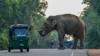 A rickshaw drives past a wild elephant crossing a road in Habarana, Sri Lanka, Feb. 20, 2024. 