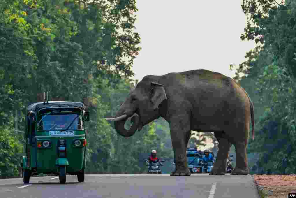 A rickshaw drives past a wild elephant crossing a road in Habarana, Sri Lanka.