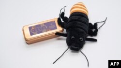 Hadiah Valentine dari Wildlife Conservation Society dan Kebun Binatang Bronx di New York: beri nama kecoak "Madagascar Hissing Roach" dengan nama pasangan/mantan Anda! (JULIE LARSEN MAHER / Wildlife Conservation Society / AFP) 