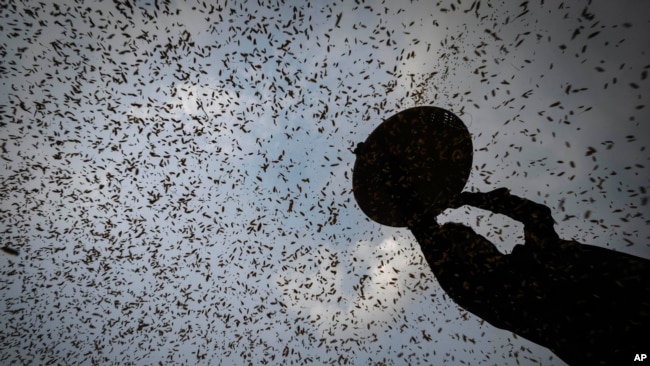 A farmer harvests rice crop in a paddy field on the outskirts of Guwahati, India, June 6, 2023. Rice production across parts of Asia is likely to suffer as the world heads into an El Nino, say experts.