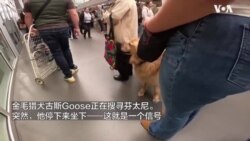 美国训练缉毒犬在入境口岸搜寻芬太尼 