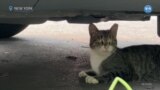 New York’ta sokak kedilerinin nüfusu artıyor