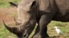 Endangered Rhinos Return to Plateau in Central Kenya