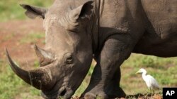 FILE- A black rhino eats grass at Nairobi National Park, on the outskirts of Nairobi, Kenya, on Jan. 31, 2024.