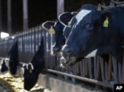 Seekor sapi tengah makan rumput di peternakan New Hope Dairy, Galt, California, 23 November 2016. (AP/Rich Pedroncelli). Para ilmuwan dari Scotland's Rural College menemukan bahwa ekstrak daffodil dapat mengurangi produksi metana dalam perut sapi artifisial hingga 96 persen.