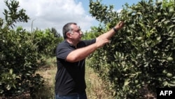 Yassine Gargouri, a farmer who hired the RoboCare startup company to fly drones over his agricultural domain checks his citrus trees in the region of Nabeul, Aug. 30, 3023.,