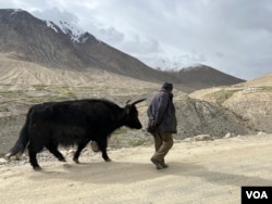 一名男子和氂牛走在拉達克實際控制線附近的新建道路上。（美國之音比拉勒·侯賽因攝）