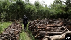Patrick Komakech walks through piles of trees cut for charcoal in Gulu, Uganda, May 27, 2023.