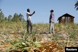 FILE - Famine Early Warning System Network in Africa (FEWS NET) scientist Chris Shitote talks to farmer Bernard Mbithi after he uprooted his maize field that failed because of a drought in Kilifi county, Kenya, Feb. 16, 2022.