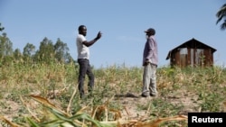 FILE - Famine Early Warning System Network in Africa (FEWS NET) scientist Chris Shitote talks to farmer Bernard Mbithi after he uprooted his maize field that failed because of a drought in Kilifi county, Kenya, Feb. 16, 2022.