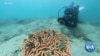 LogOn: Restoring Coral Reefs to Help Save The Planet