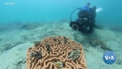 LogOn: Restoring Coral Reefs to Help Save The Planet