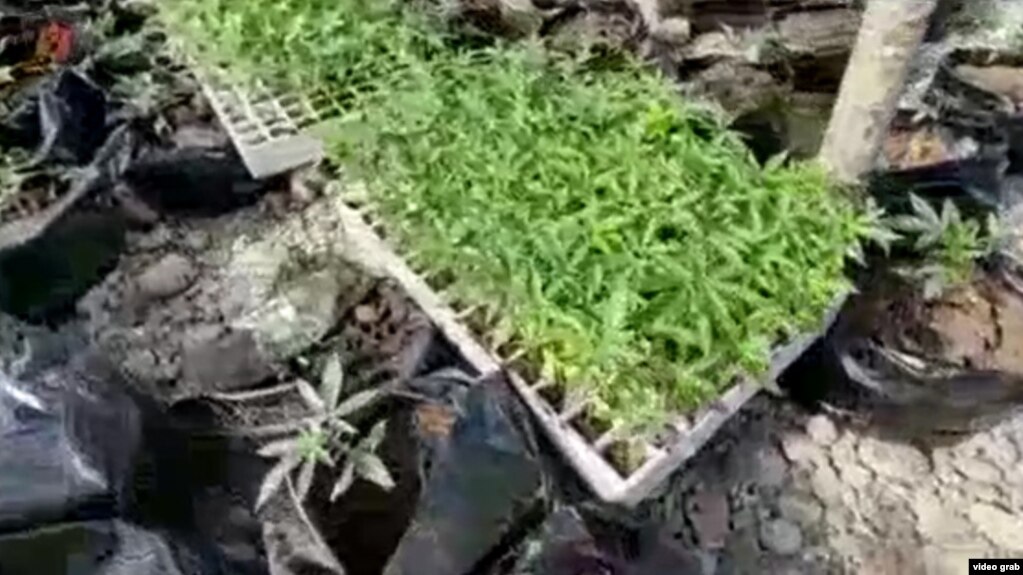 Malësi e Madhe, zbulohet një plantacion me 8 mijë kubikë cannabis