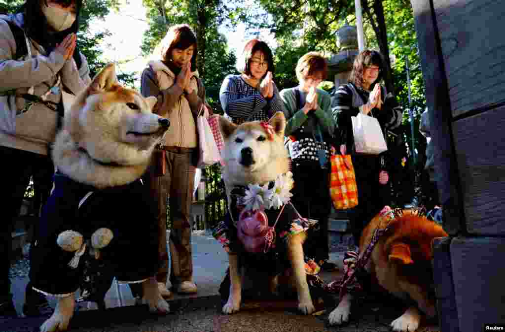 Pet owners pray with their pet dogs as they arrive for a Shichi-Go-San blessing, traditionally performed for young children to ask for health and happiness, at Zama Shrine in Zama, Kanagawa Prefecture, near Tokyo, Japan.