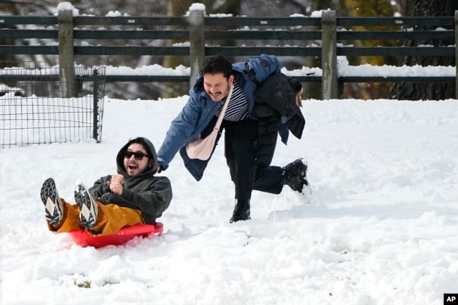 People use their snow sled in New York's Central Park, Feb. 13, 2024.