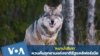 'หมาป่าสีเทา' หวนคืนอุทยานแห่งชาติรัฐแคลิฟอร์เนีย